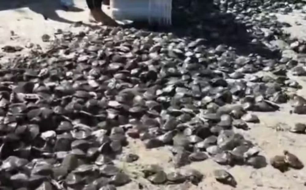 Mais de 9 mil quelônios são devolvidos à natureza no Rio Uatumã, em Presidente Figueiredo