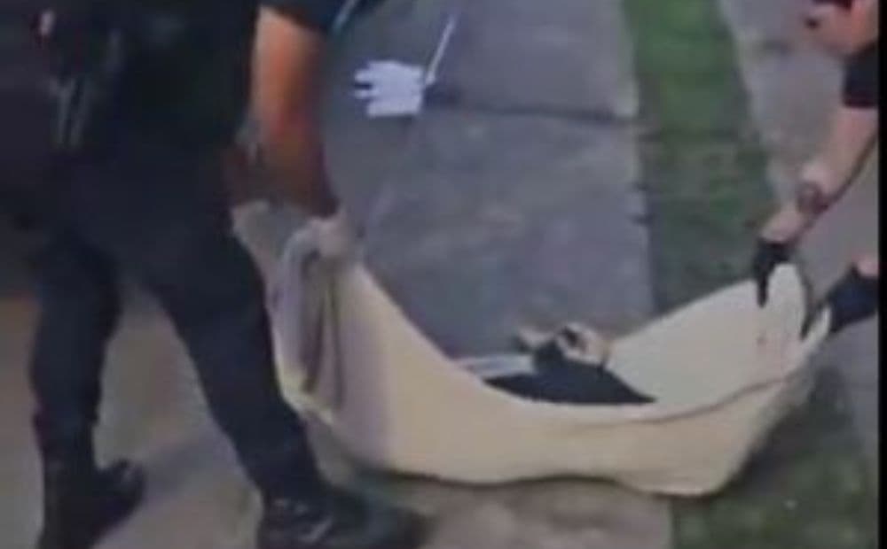 Cachorro morre ao ser levado e arremessado do alto de prédio