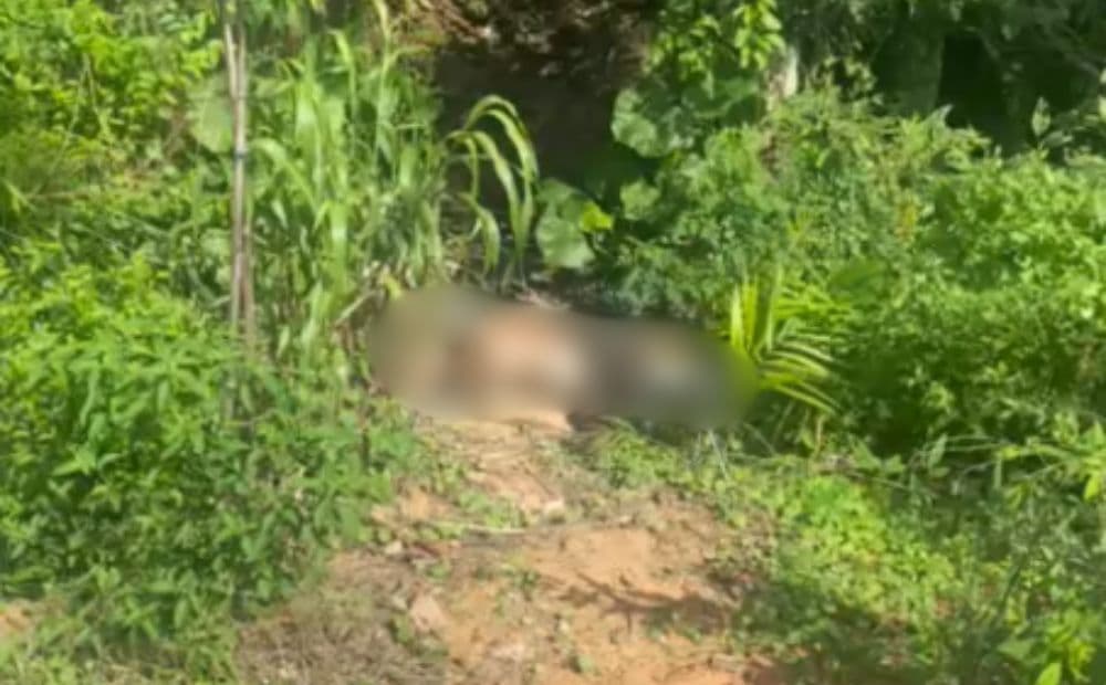 Tronco de homem é encontrado em área de mata no bairro Cidade de Deus