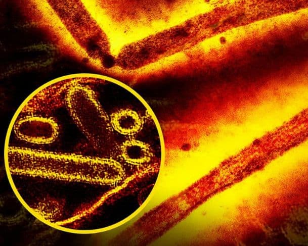 Especialistas alertam para avanço de vírus em 2026 e ampliam vigilância global