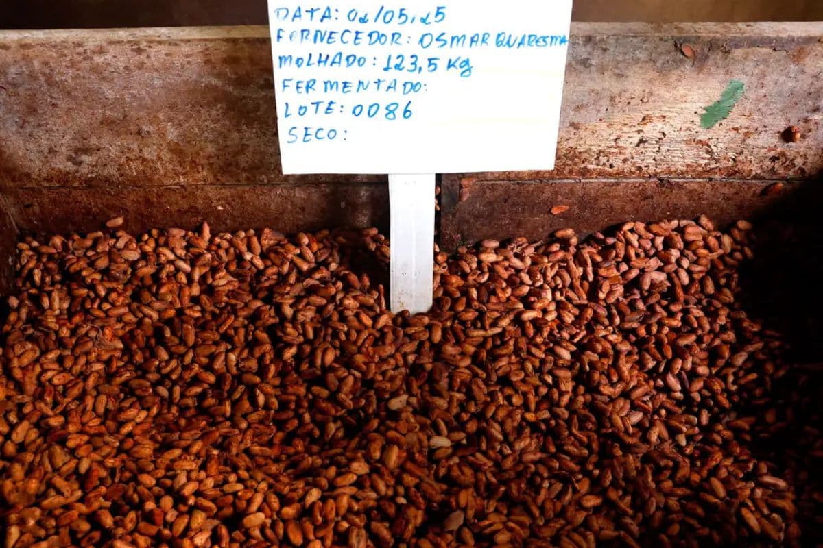 Câmara aprova regras para teor mínimo de cacau em chocolates