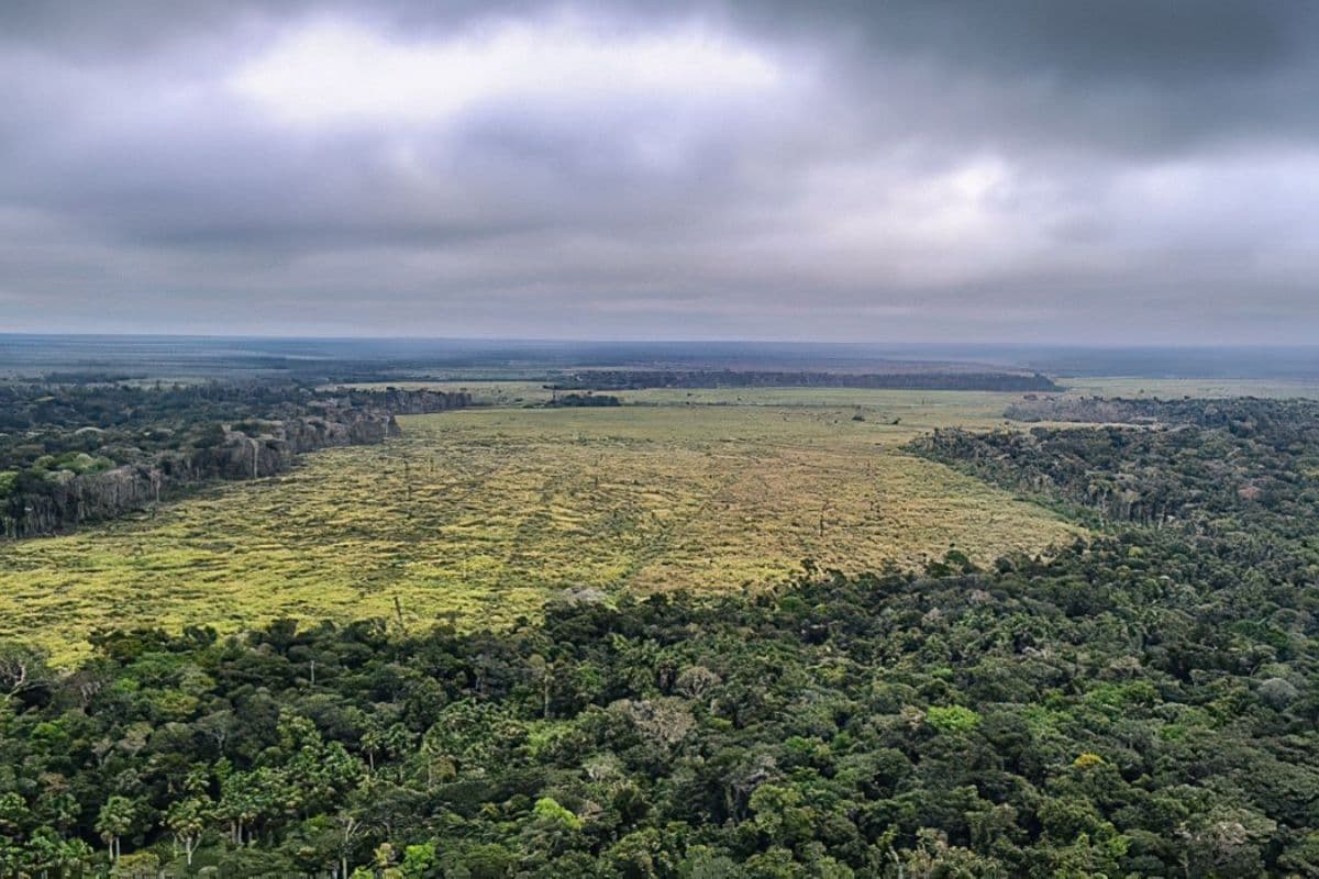 Cerrado armazena até seis vezes mais carbono que a Amazônia, aponta estudo