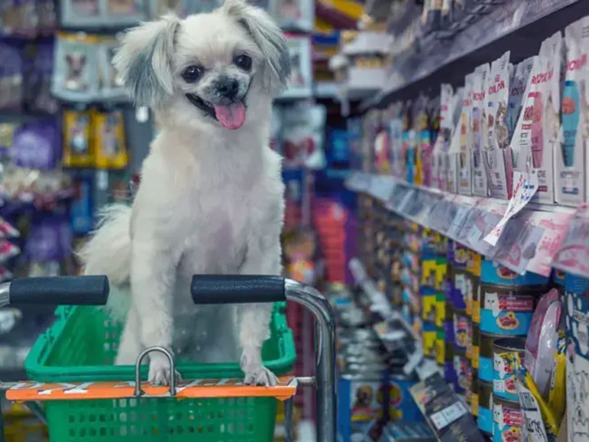 Alta da ração pressiona bolso e faz mercado pet encolher no Brasil