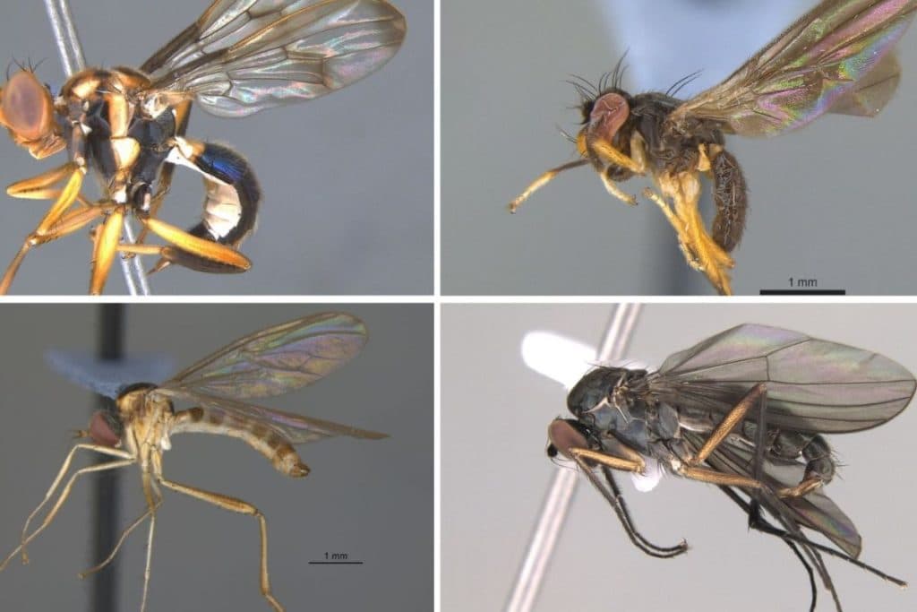 Estudo alerta para risco de desaparecimento de moscas essenciais da Amazônia