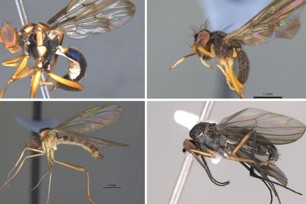 Moscas essenciais para a Amazônia podem desaparecer antes de serem conhecidas pela ciência