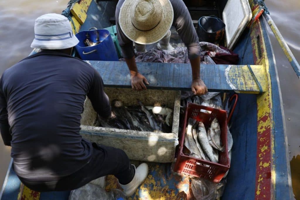 Seguro-defeso libera R$ 180 milhões e beneficia pescadores no Amazonas