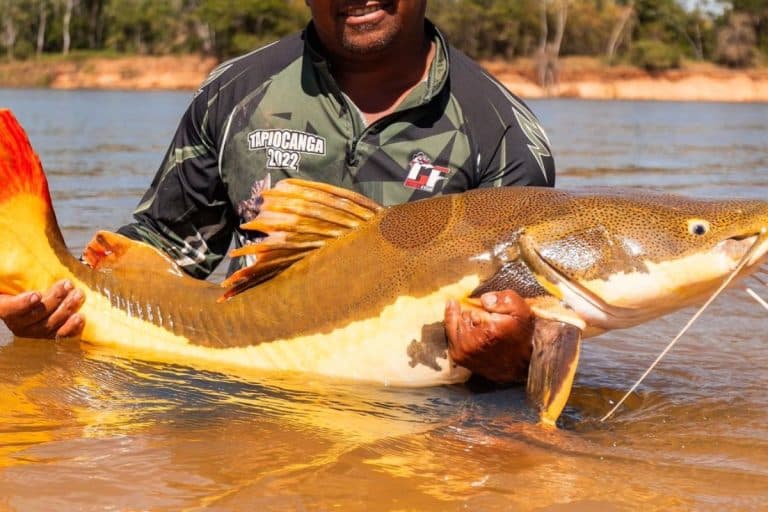 COP15 aprova reforço na proteção de bagres da Amazônia em lista global