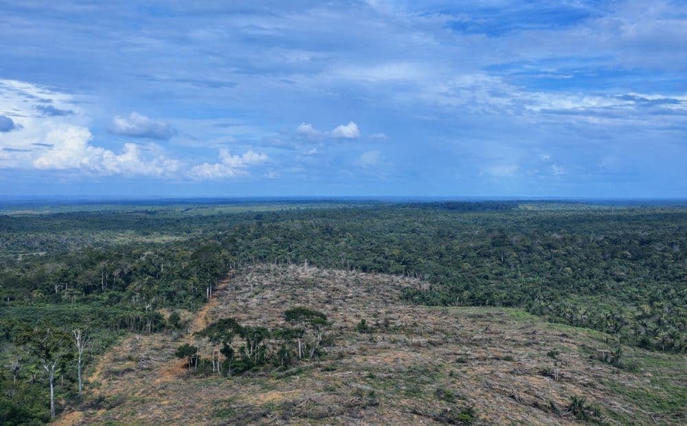 Ipaam multa e embarga área desmatada equivalente a 49 campos de futebol no AM