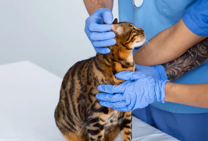 Novo tratamento contra a PIF transforma diagnóstico antes fatal em chance real de cura para gatos