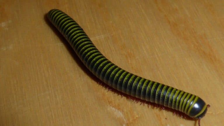 Período de chuvas aumenta aparição de piolhos-de-cobra dentro das casas