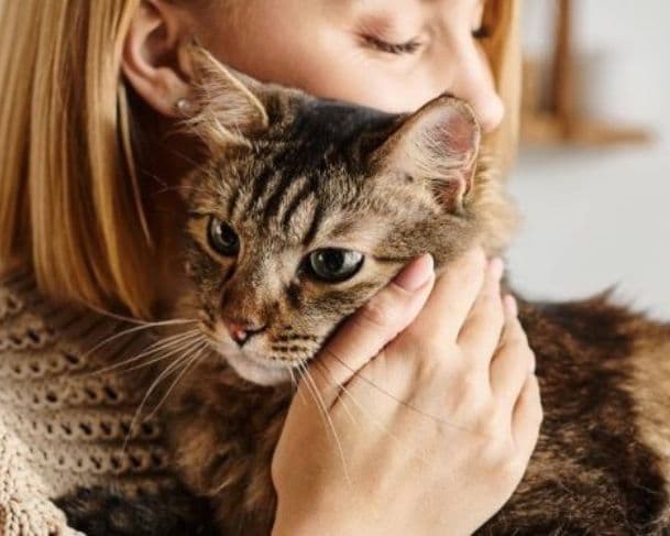 Seu gato tem uma pessoa favorita? Veja o que influencia essa escolha