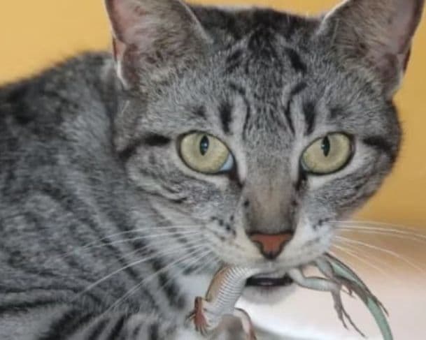 Platinosomose felina: conheça o perigo do seu gato comer lagartixas