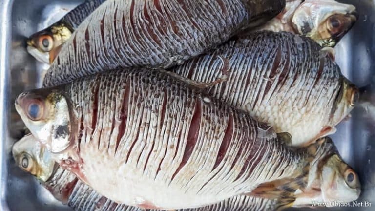 Jaraqui é declarado patrimônio cultural do Amazonas