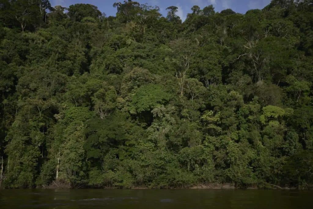 Amazônia muda para sobreviver a eventos extremos, aponta estudo