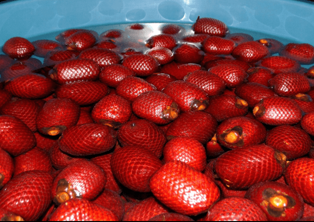Da floresta Amazônica à cozinha: o buriti ganha usos diferentes na alimentação regional