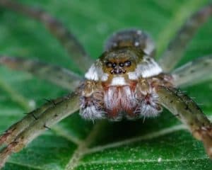 Pesquisa aponta que aranhas machos enganam fêmeas com “presentes” para acasalar