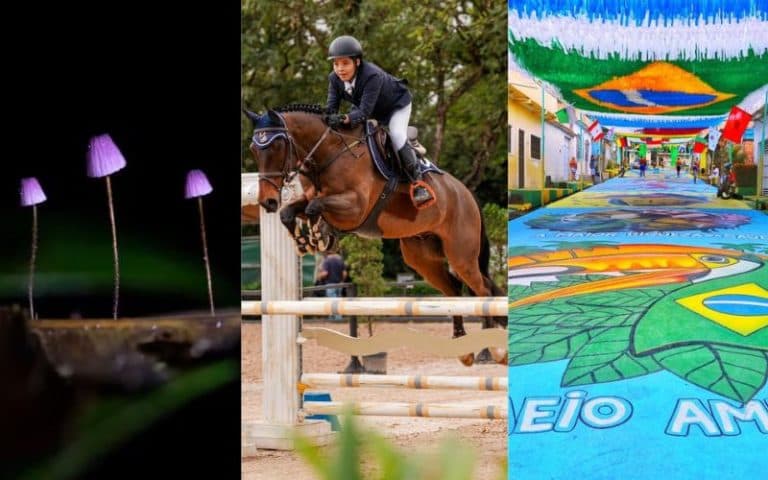 De exposição sobre cogumelos da Amazônia a hipismo e festas da Copa: confira a agenda cultural em Manaus
