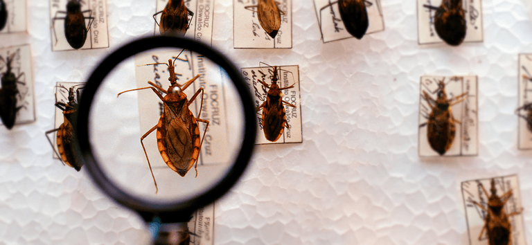 Doença de Chagas: bebês podem não apresentar sintomas, alerta médico