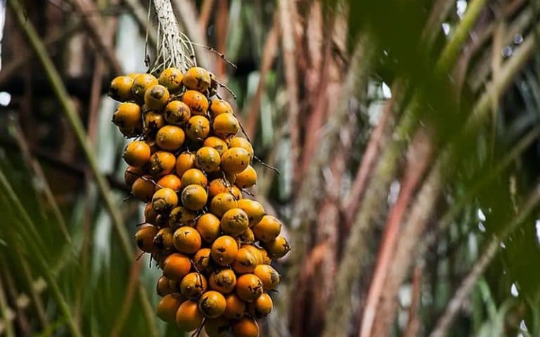 Pesquisa aponta que frutos da Amazônia podem ajudar a frear diabetes e obesidade