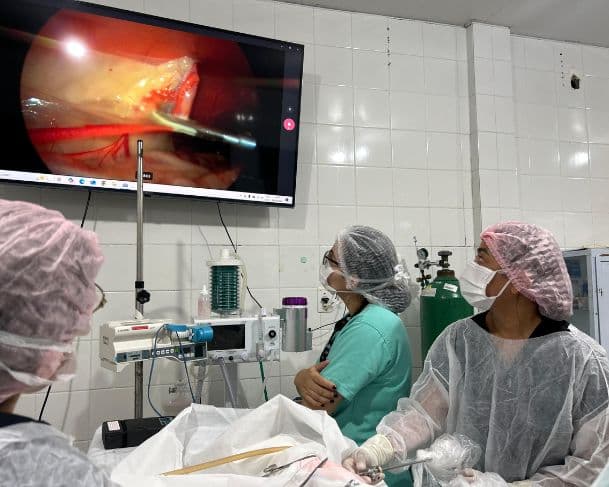 Nova técnica veterinária permite procedimentos menos invasivos e alta em até 24 horas