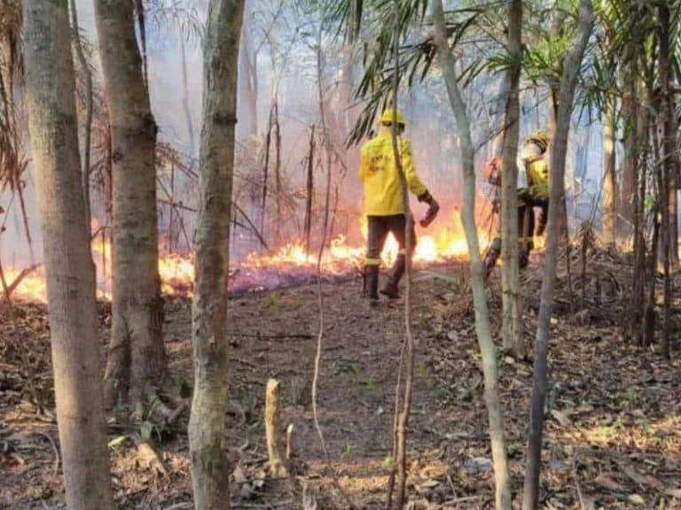 STF cobra plano da Funai para proteger terras indígenas do AM contra incêndios