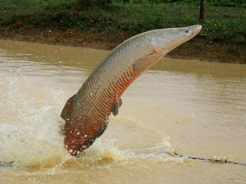 Pesquisa revela que existe apenas uma espécie de pirarucu na Amazônia