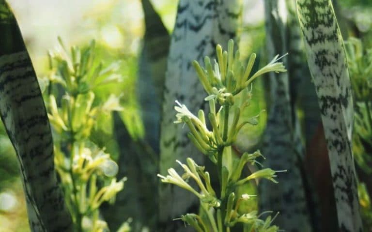 Saiba quais plantas ajudam a refrescar a casa no calor do Amazonas