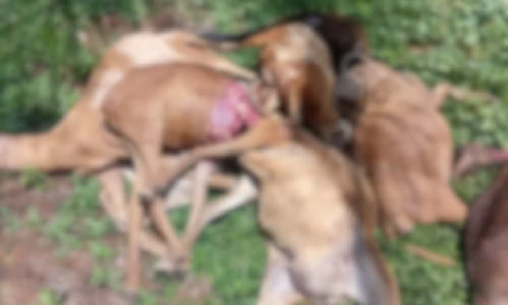 Onça ataca rebanho no Ifam de São Gabriel da Cachoeira; 11 animais morreram