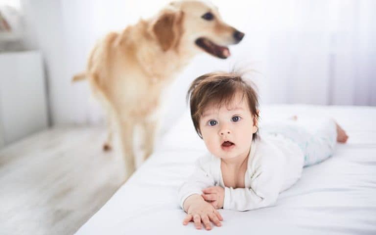 Ter cachorro em casa pode ajudar na saúde do bebê, diz estudo