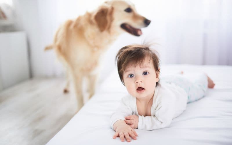 Ter cachorro em casa pode ajudar na saúde do bebê, diz estudo