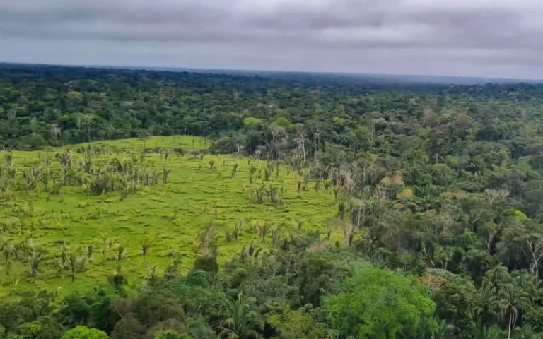 Terras indígenas mantêm desmatamento zero em 60% dos territórios na Amazônia
