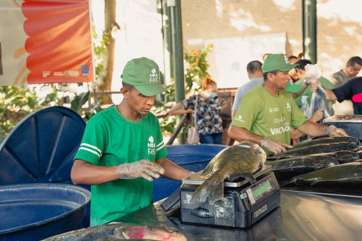 Feira do Tambaqui continua neste domingo com peixe a partir de R$ 11 o quilo