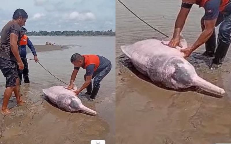 Boto-cor-de-rosa é resgatado após ficar encalhado no Rio Solimões no AM