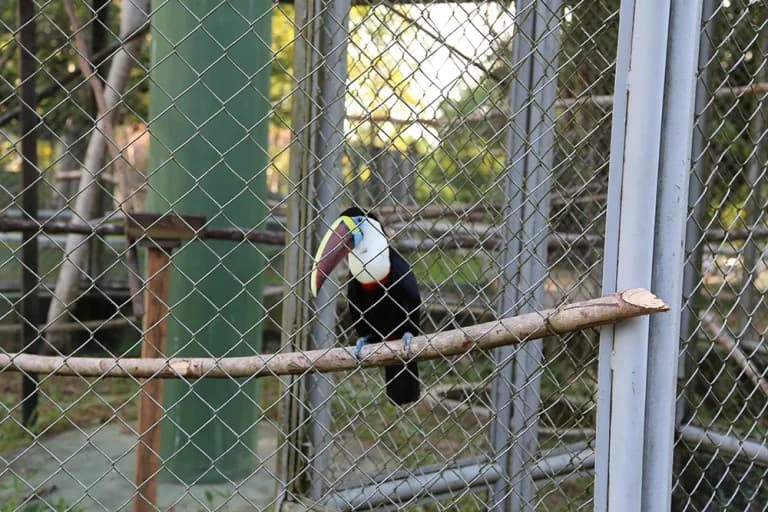 Projeto de lei quer acabar com zoológicos e aquários no Brasil em até dois anos