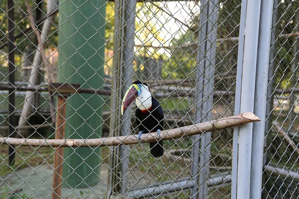 Projeto de lei quer acabar com zoológicos e aquários no Brasil em até dois anos