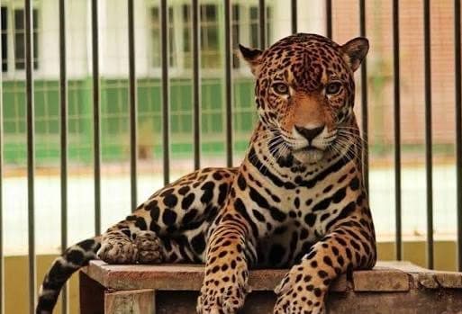 Veja os reis da Amazônia e seus primos espalhados pelo mundo