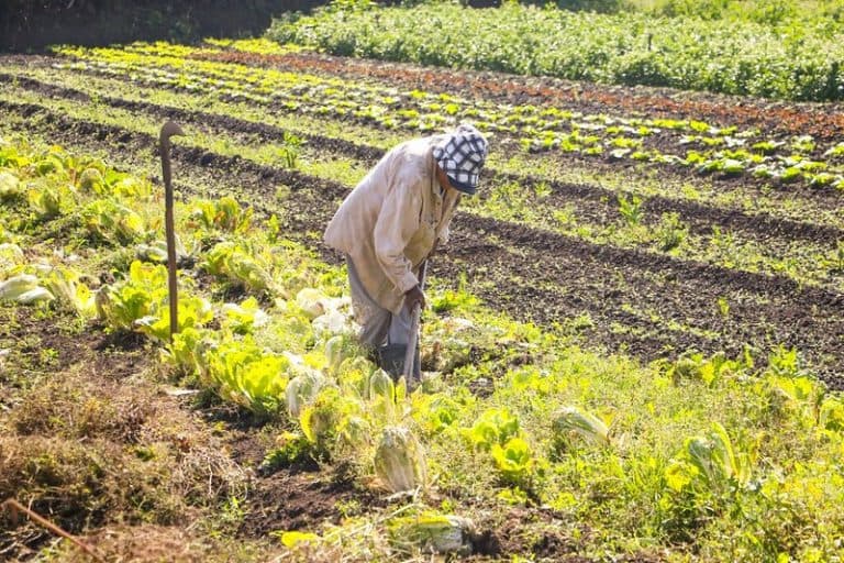 MP prevê R$ 64 milhões para combater a fome e apoiar povos indígenas
