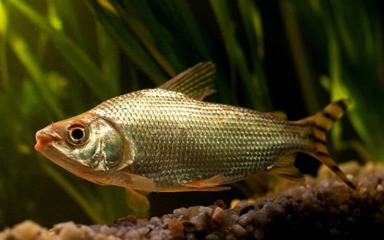 Amazônia reúne 2,7 mil espécies de peixes essenciais à floresta, aponta estudo