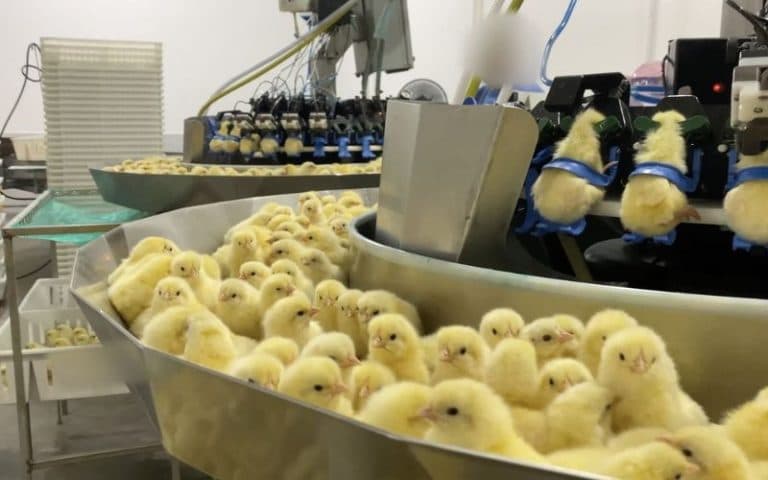 Projeto quer proibir descarte de pintinhos machos pela indústria de ovos