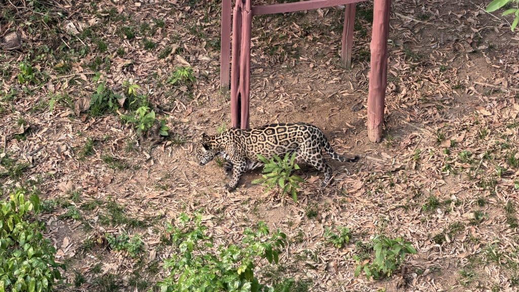 Conheça a história de Guardião, a onça-pintada que virou recordista mundial