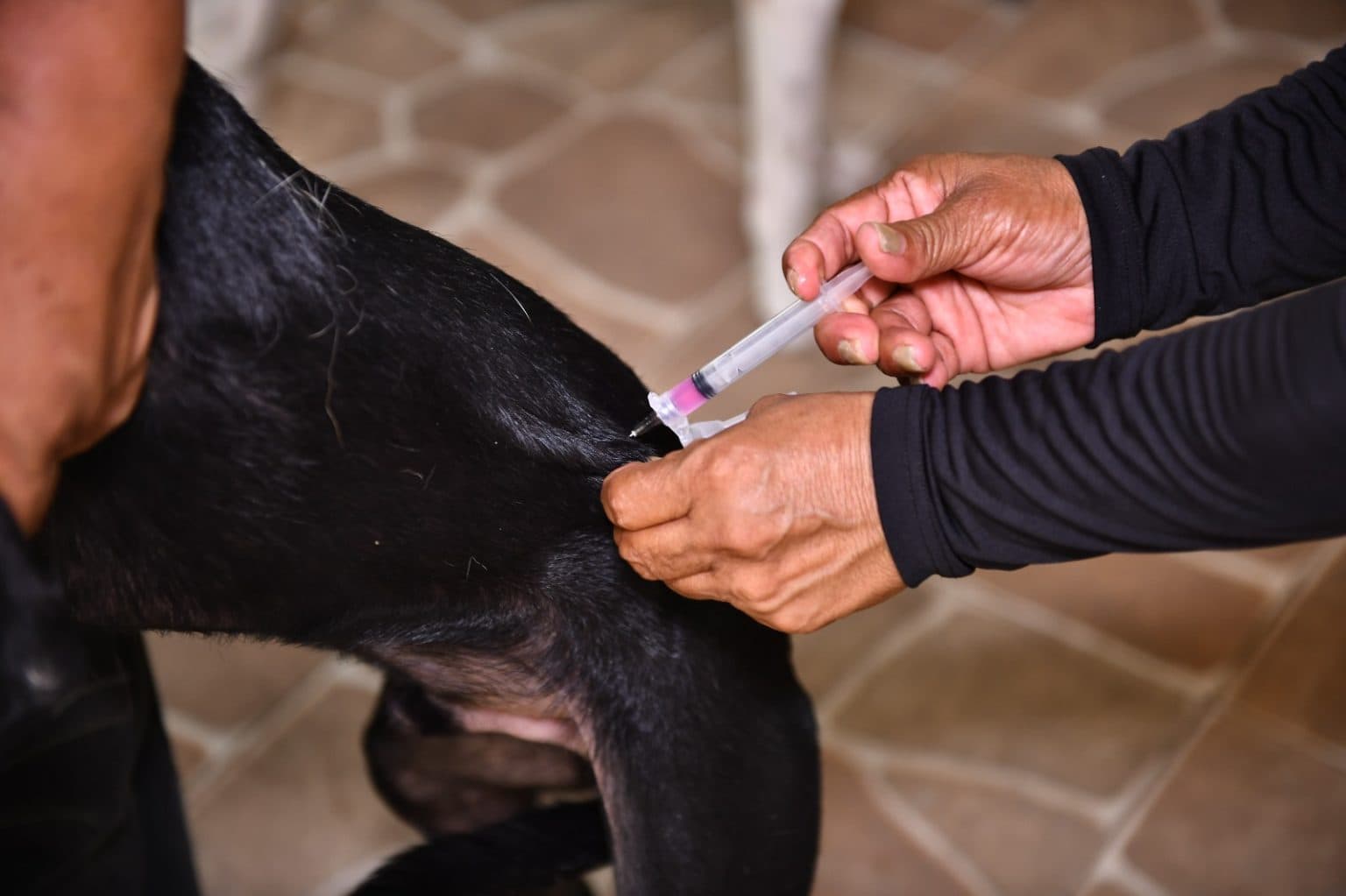 Vacina antirrábica: veja onde vacinar cães e gatos gratuitamente em Manaus