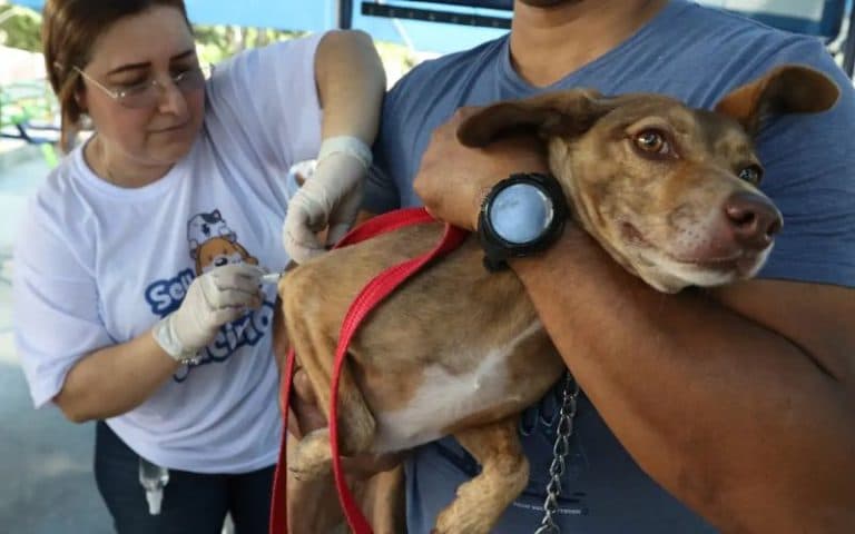 Projeto prevê dedução de gastos veterinários no Imposto de Renda