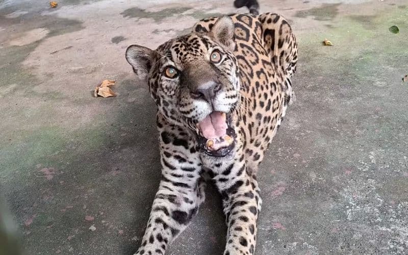 Onça-pintada de Manaus entra para o Guinness como a mais velha do mundo em cativeiro