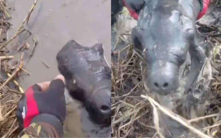 Filhote de peixe-boi morre após ser resgatado de lago seco em Parintins