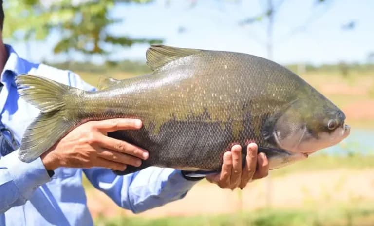 Ministro afirma que pesca do tambaqui continua liberada no Amazonas, apesar da ameaça de extinção