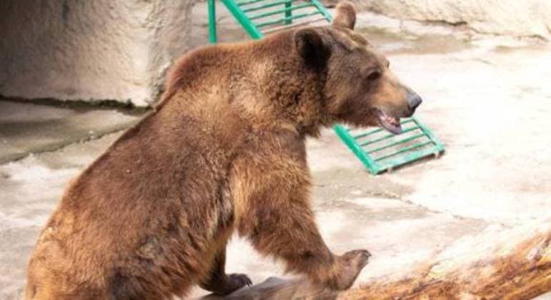 Veja o momento que uma mulher joga filha de 3 anos dentro de jaula de urso