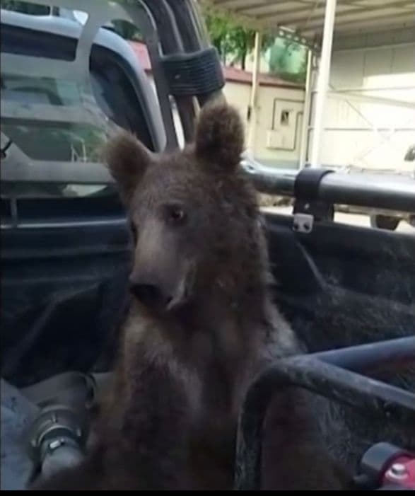 VEJA VÍDEO: Urso é resgatado após comer mel alucinógeno