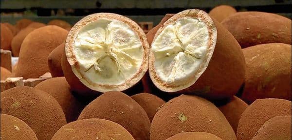 Cupuaçu: dê um doce para a pessoa mais doce que você vai conhecer na vida