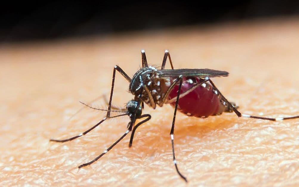 Manaus tem redução de 41% em casos de malária em 2022