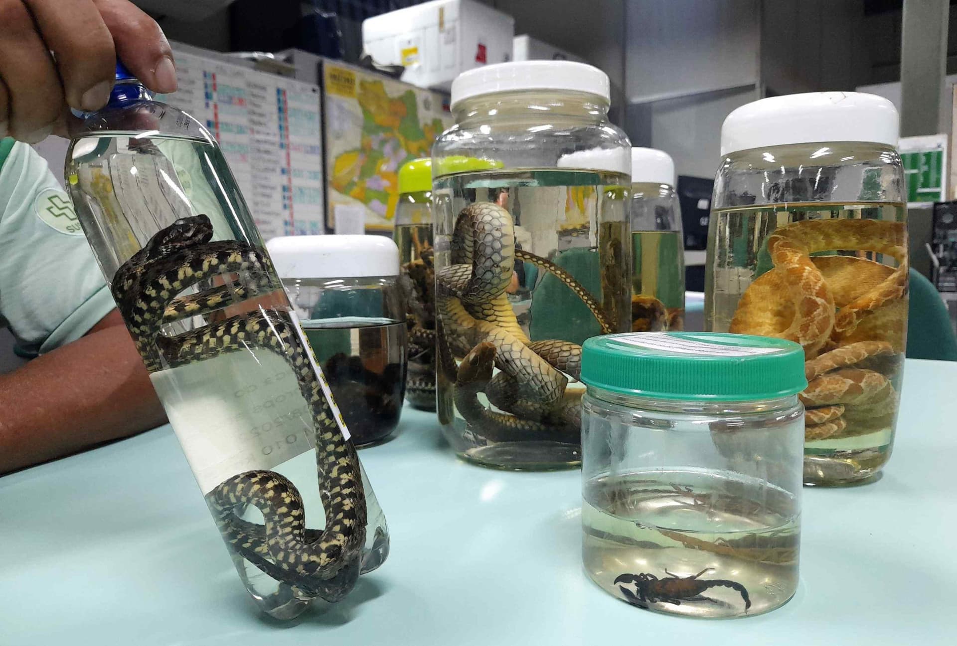 Casos de acidentes por animais peçonhentos reduz no Amazonas